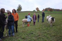 /album/schafpaten/schafweide-auswahl-2-small-jpg/